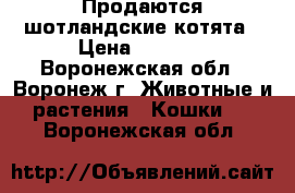 Продаются шотландские котята › Цена ­ 2 000 - Воронежская обл., Воронеж г. Животные и растения » Кошки   . Воронежская обл.